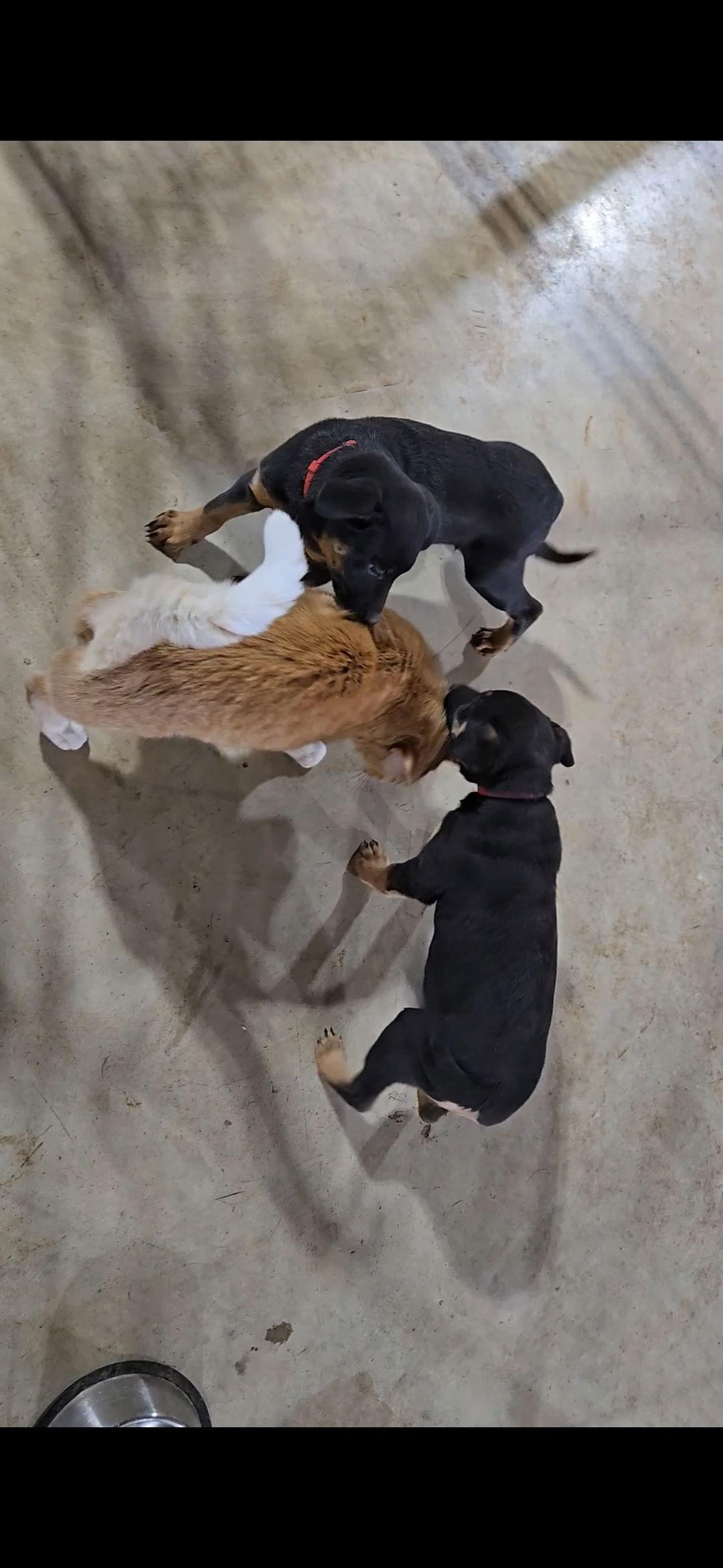 Enlarge Ravyn 7297, a Adoptable mixed breed in Centreville, VA image 3/3