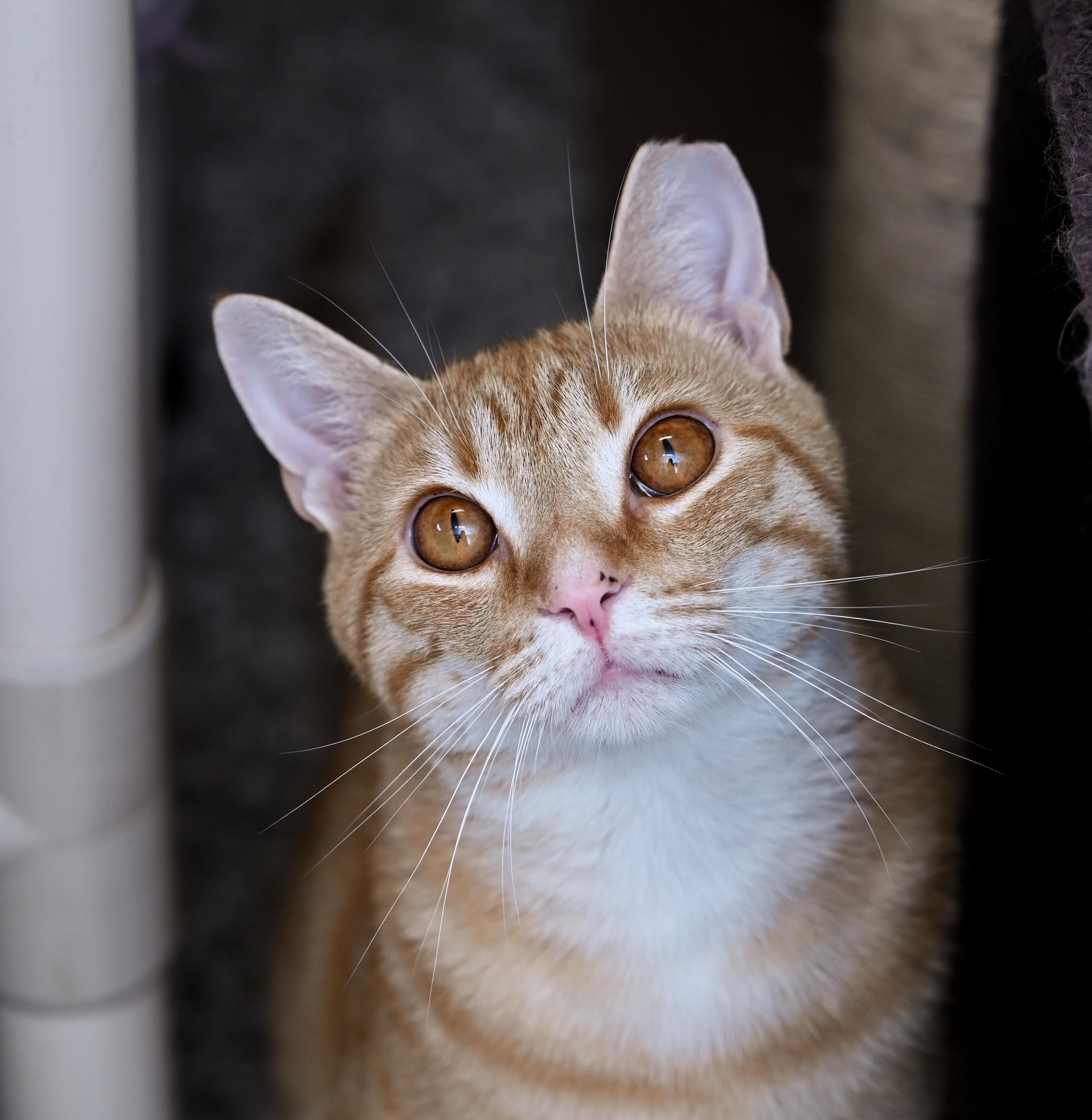 Rusty (3-Legs), ADOPTABLE, Adult Male Tabby & Domestic Short Hair.