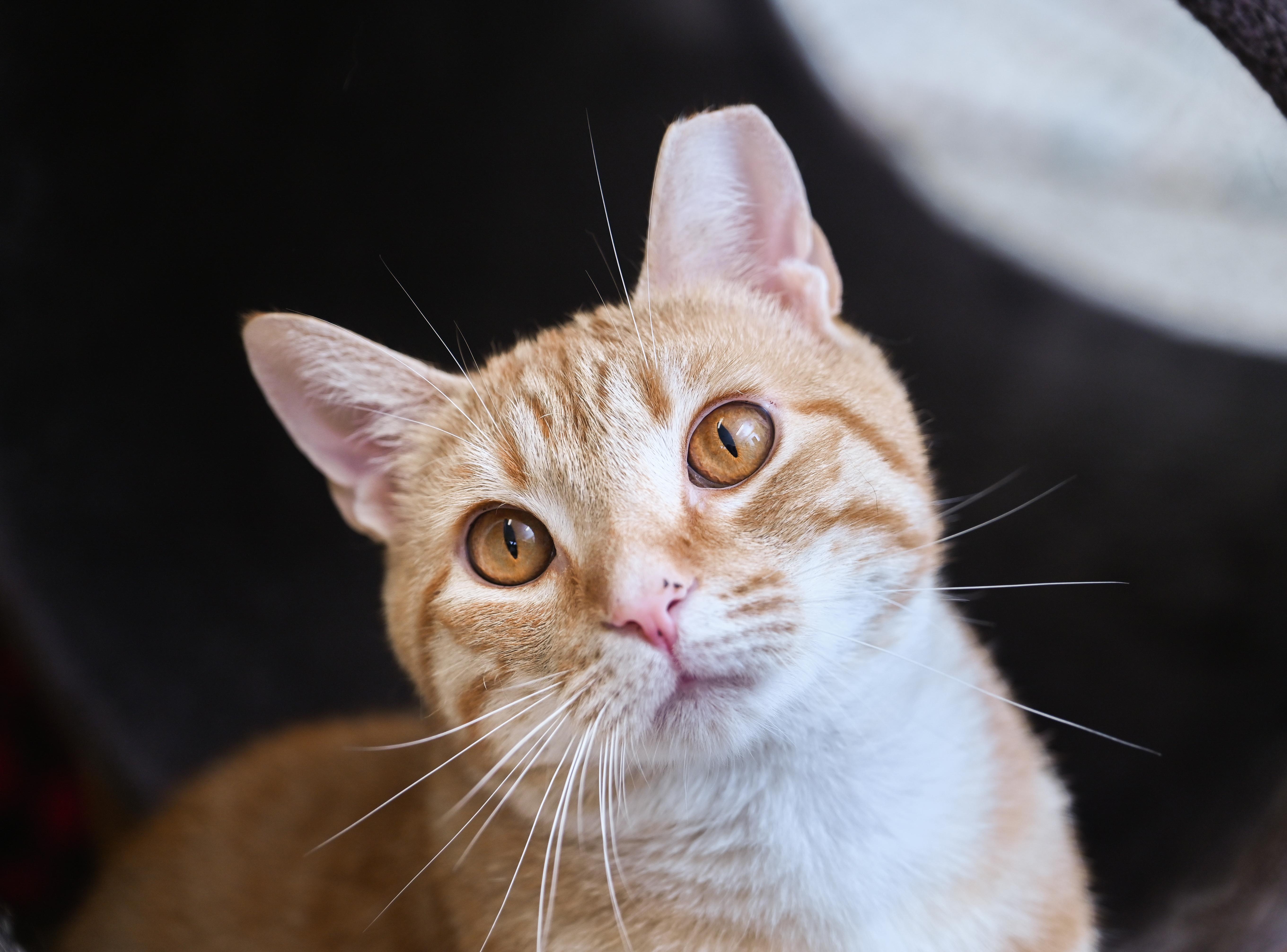 Enlarge Rusty (3-Legs), a ADOPTABLE mixed breed in Chattanooga, TN image 3/6