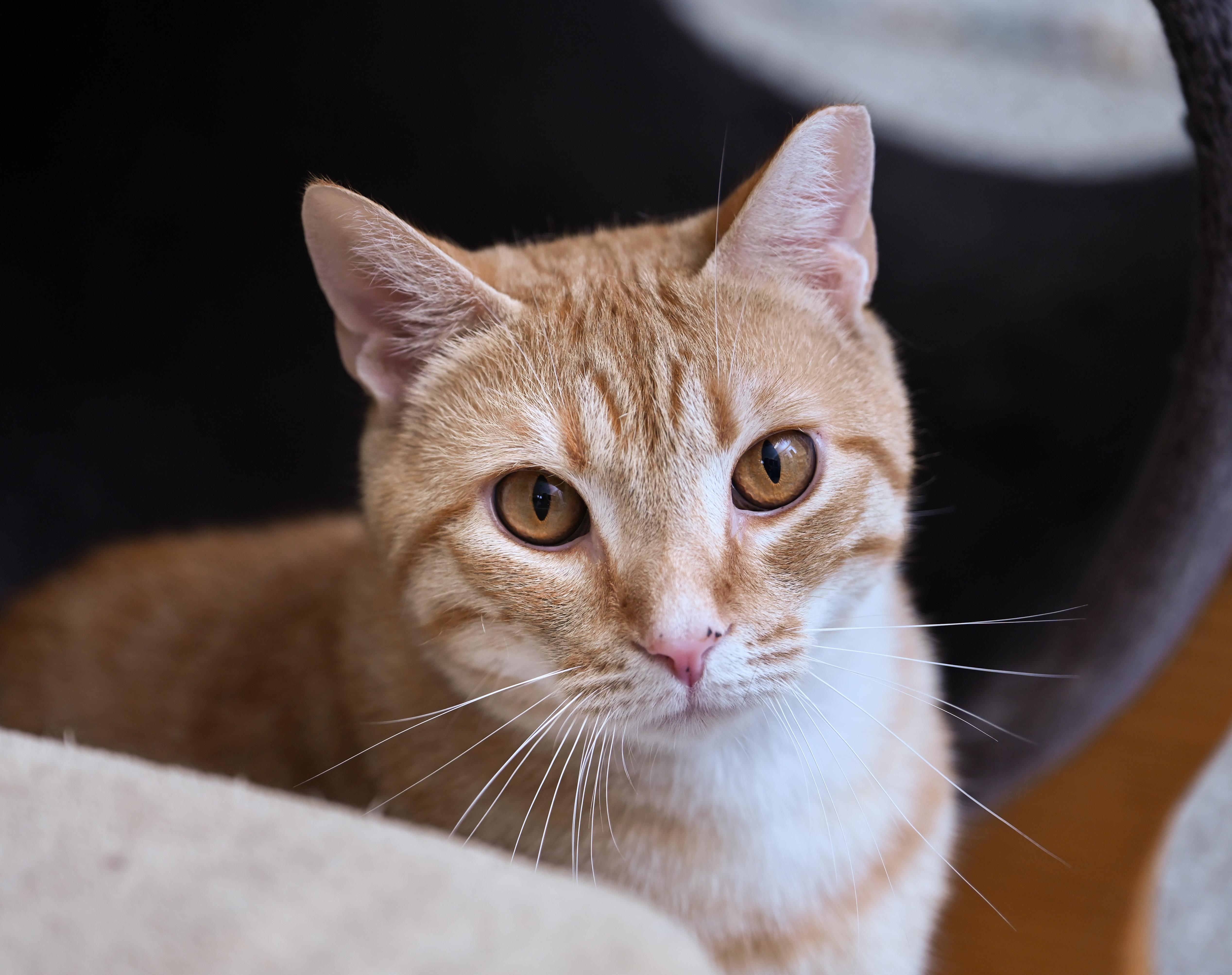 Enlarge Rusty (3-Legs), a ADOPTABLE mixed breed in Chattanooga, TN image 4/6