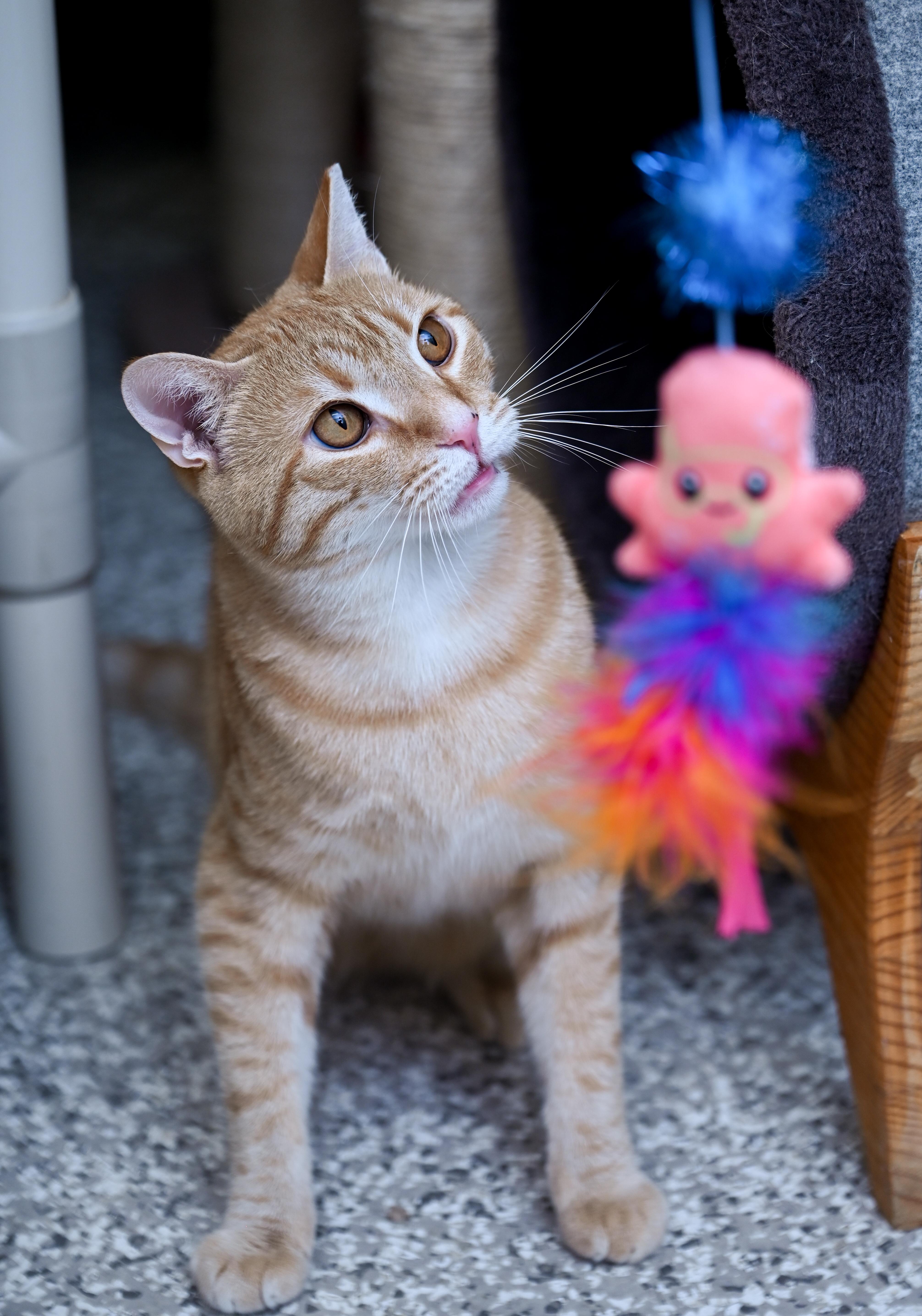Enlarge Rusty (3-Legs), a ADOPTABLE mixed breed in Chattanooga, TN image 2/6