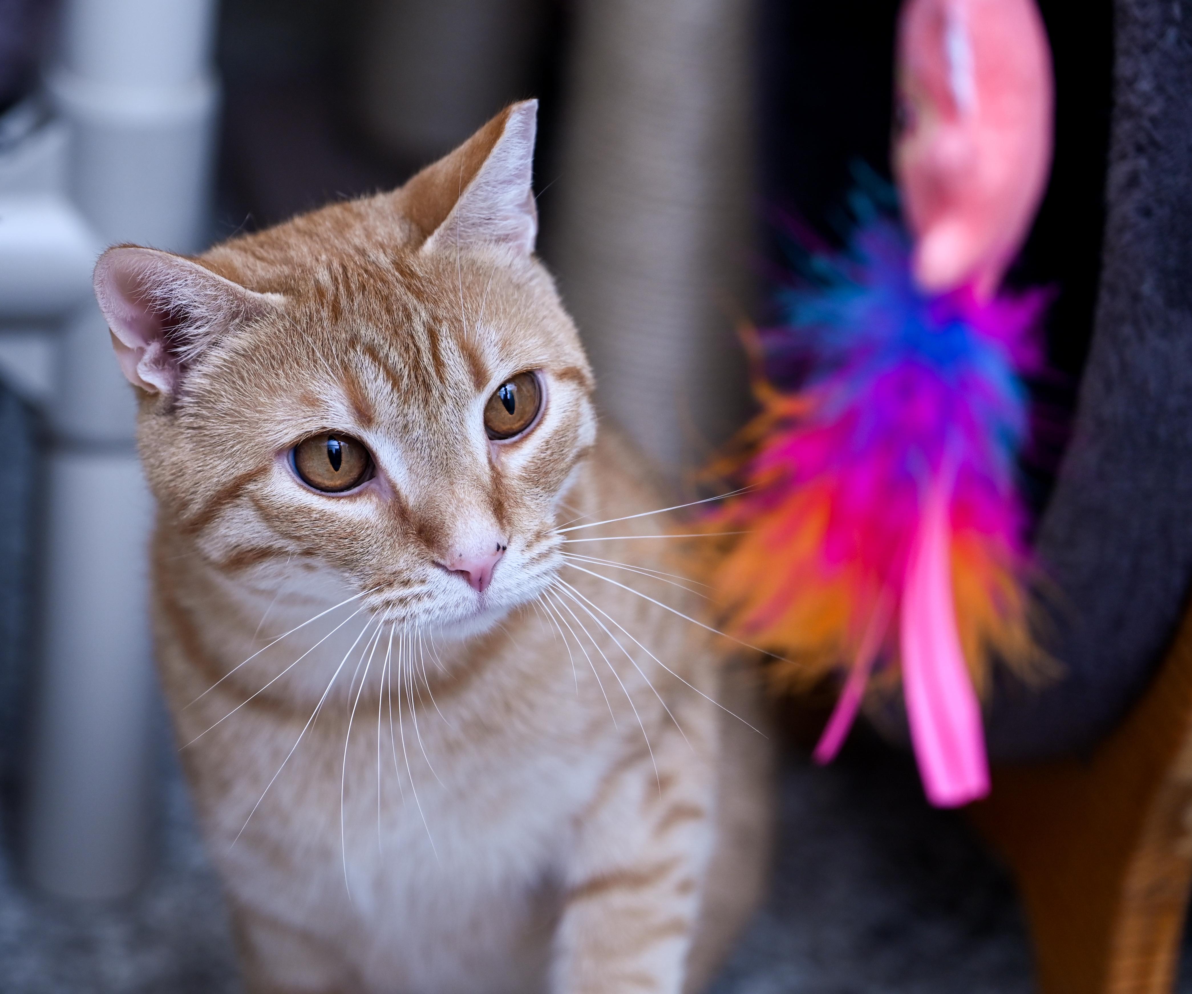Enlarge Rusty (3-Legs), a ADOPTABLE mixed breed in Chattanooga, TN image 5/6
