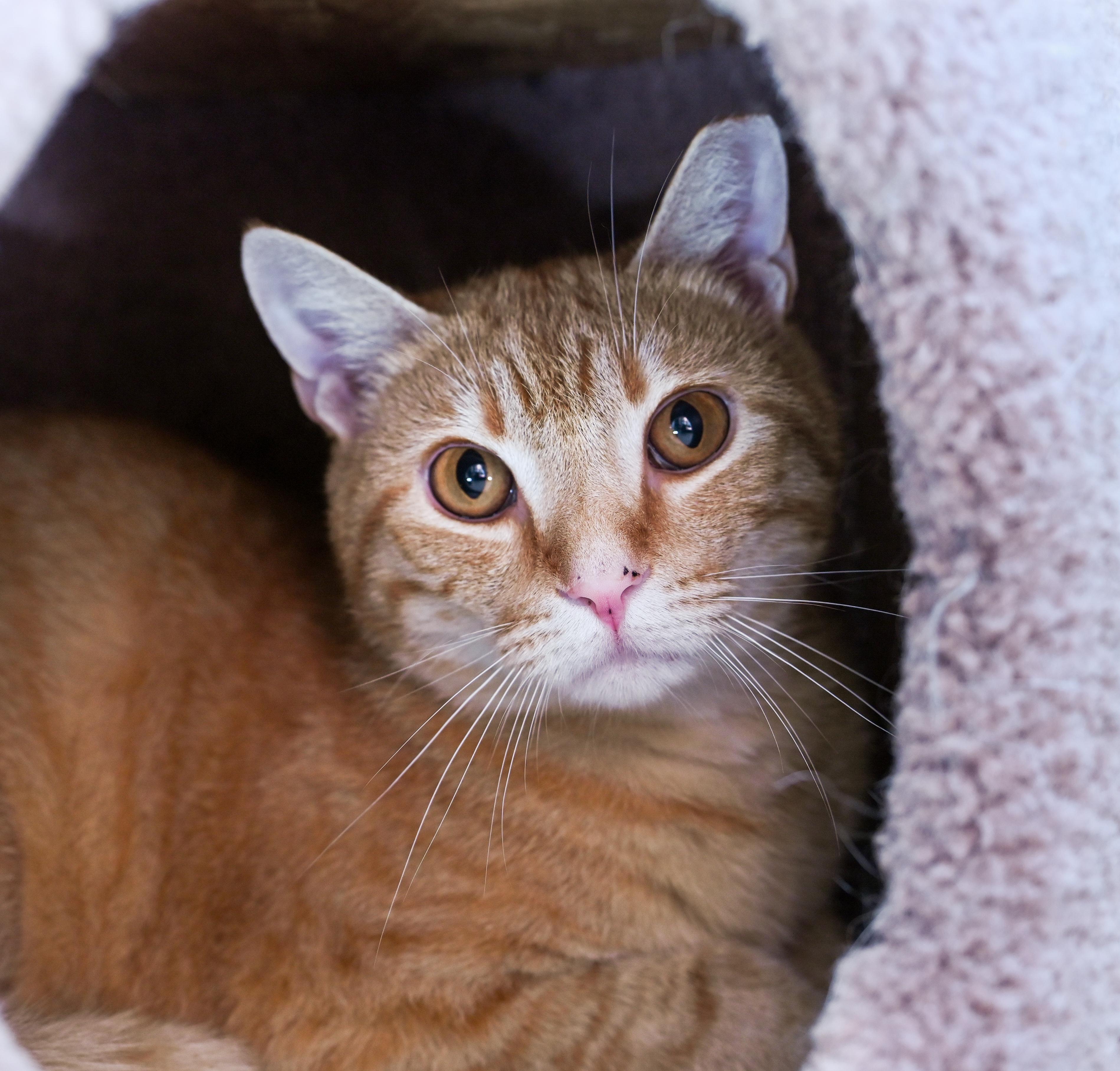 Enlarge Rusty (3-Legs), a ADOPTABLE mixed breed in Chattanooga, TN image 6/6