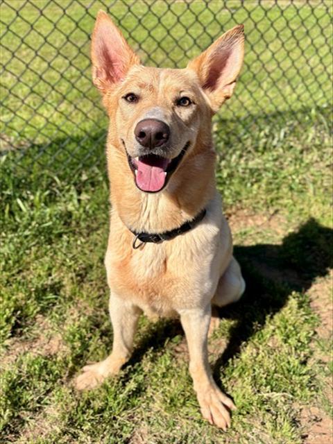 Enlarge TITAN, a Adoptable mixed breed in York, SC image 1/1