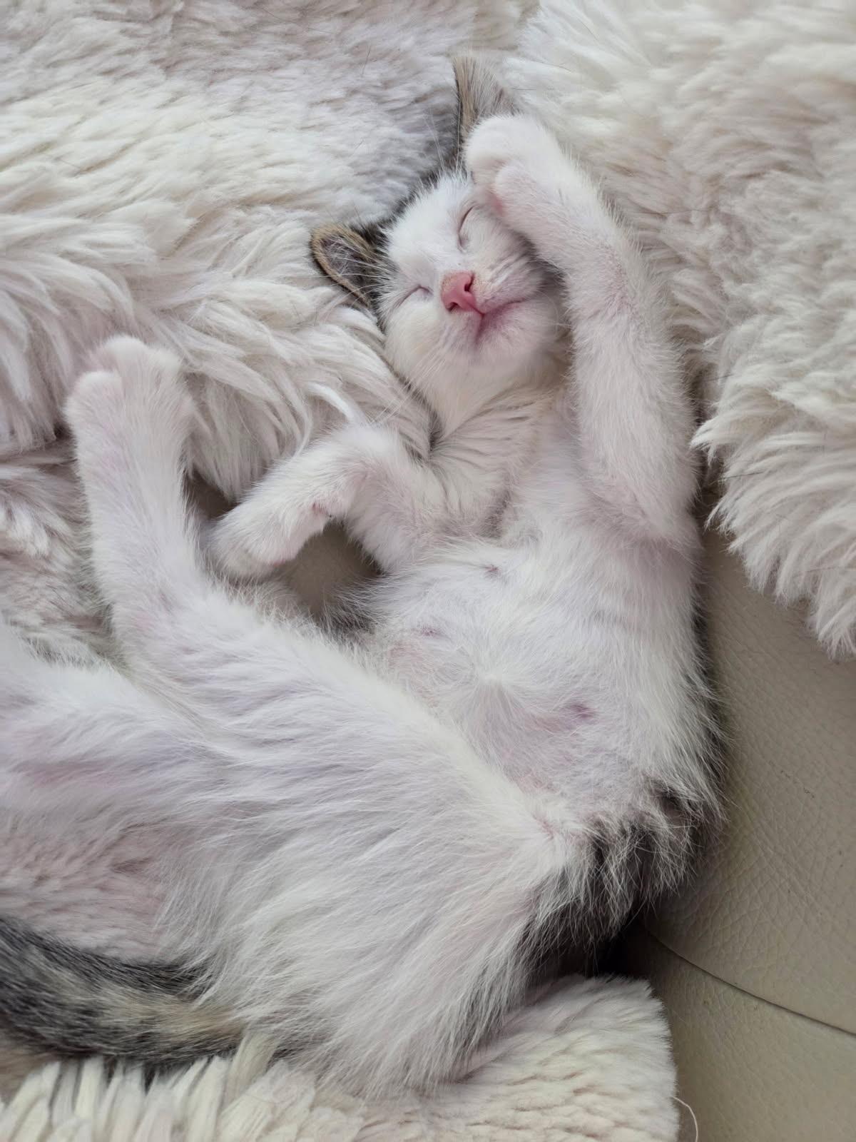 Enlarge Robert Redford (Bob), a Adoptable mixed breed in Kenosha , WI image 2/3