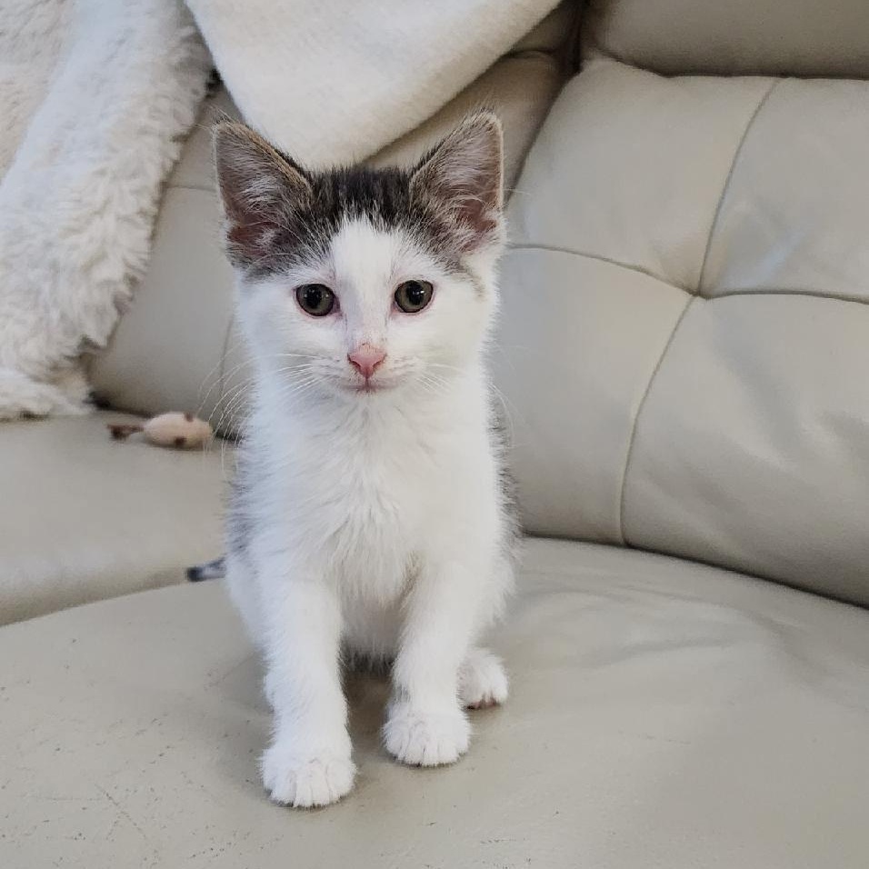 Enlarge Robert Redford (Bob), a Adoptable mixed breed in Kenosha , WI image 1/3