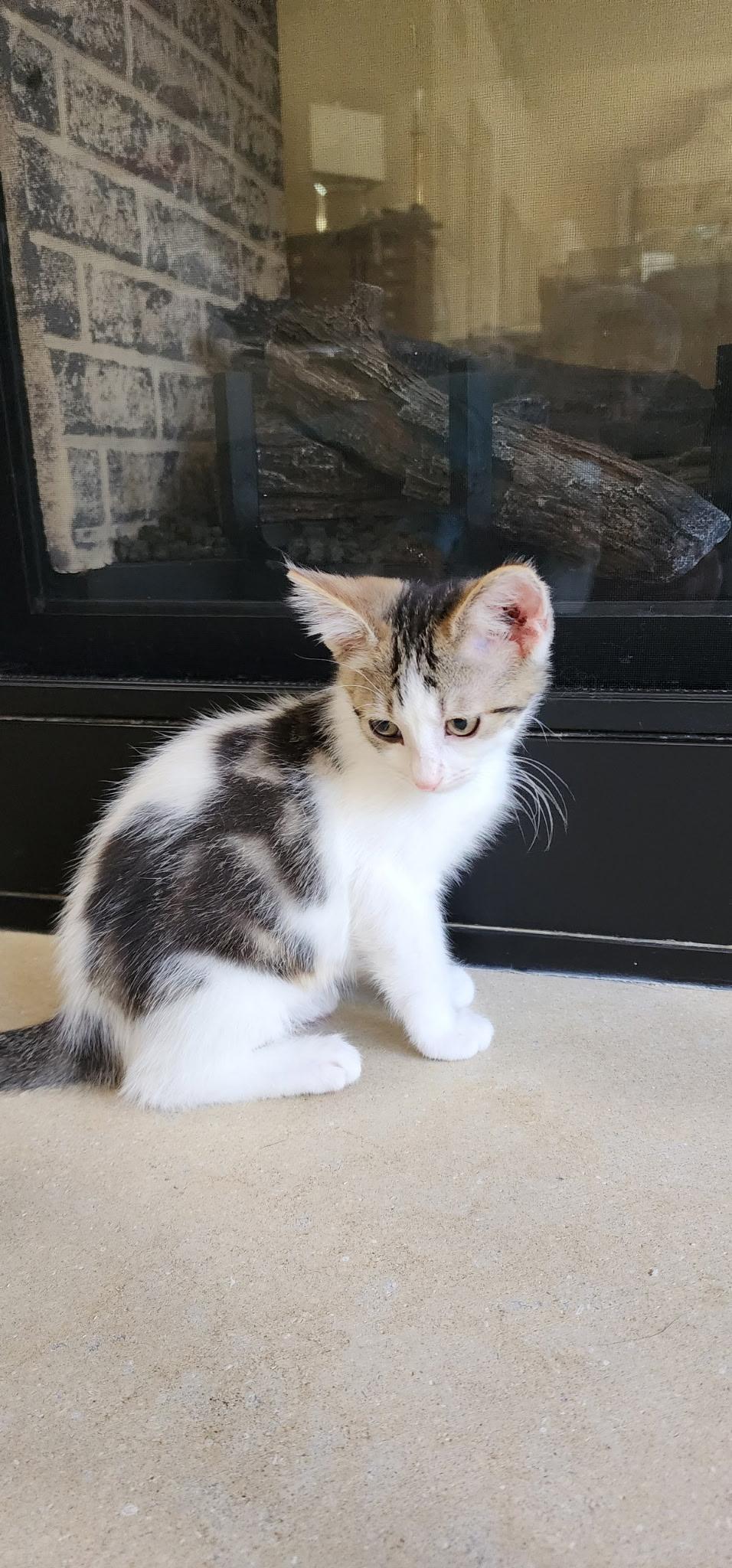 Enlarge Robert Redford (Bob), a Adoptable mixed breed in Kenosha , WI image 3/3