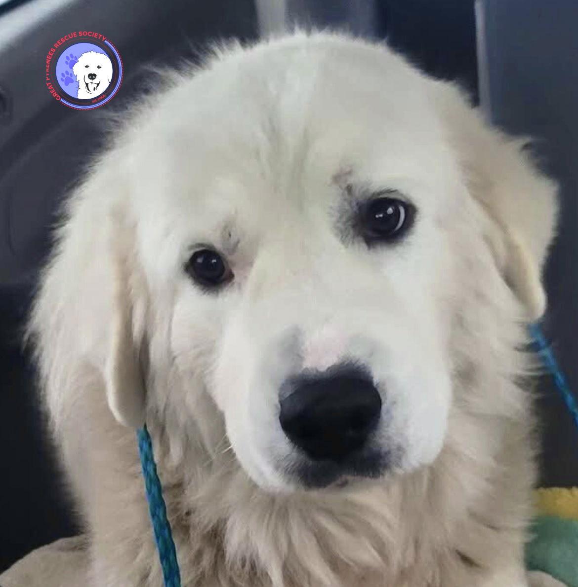 Enlarge Ivan, a Adoptable Great Pyrenees in Newark, NJ image 1/6