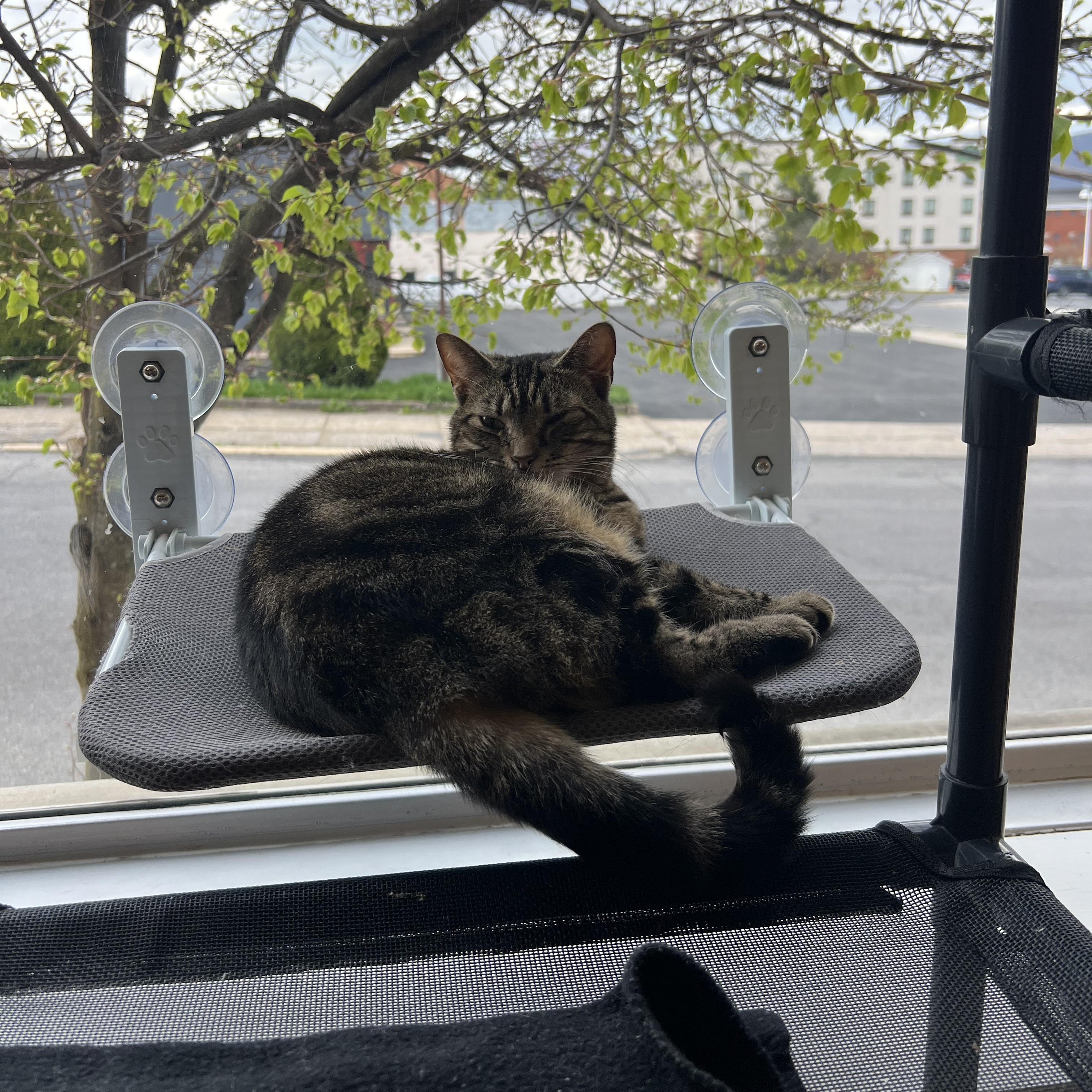 Enlarge Bonnie, a ADOPTABLE Tabby in Altoona, PA image 3/3