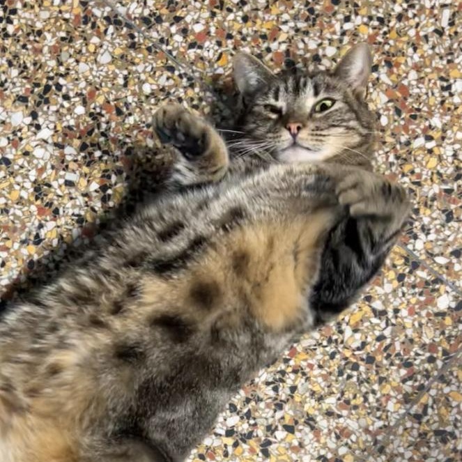 Enlarge Bonnie, a ADOPTABLE Tabby in Altoona, PA image 2/3