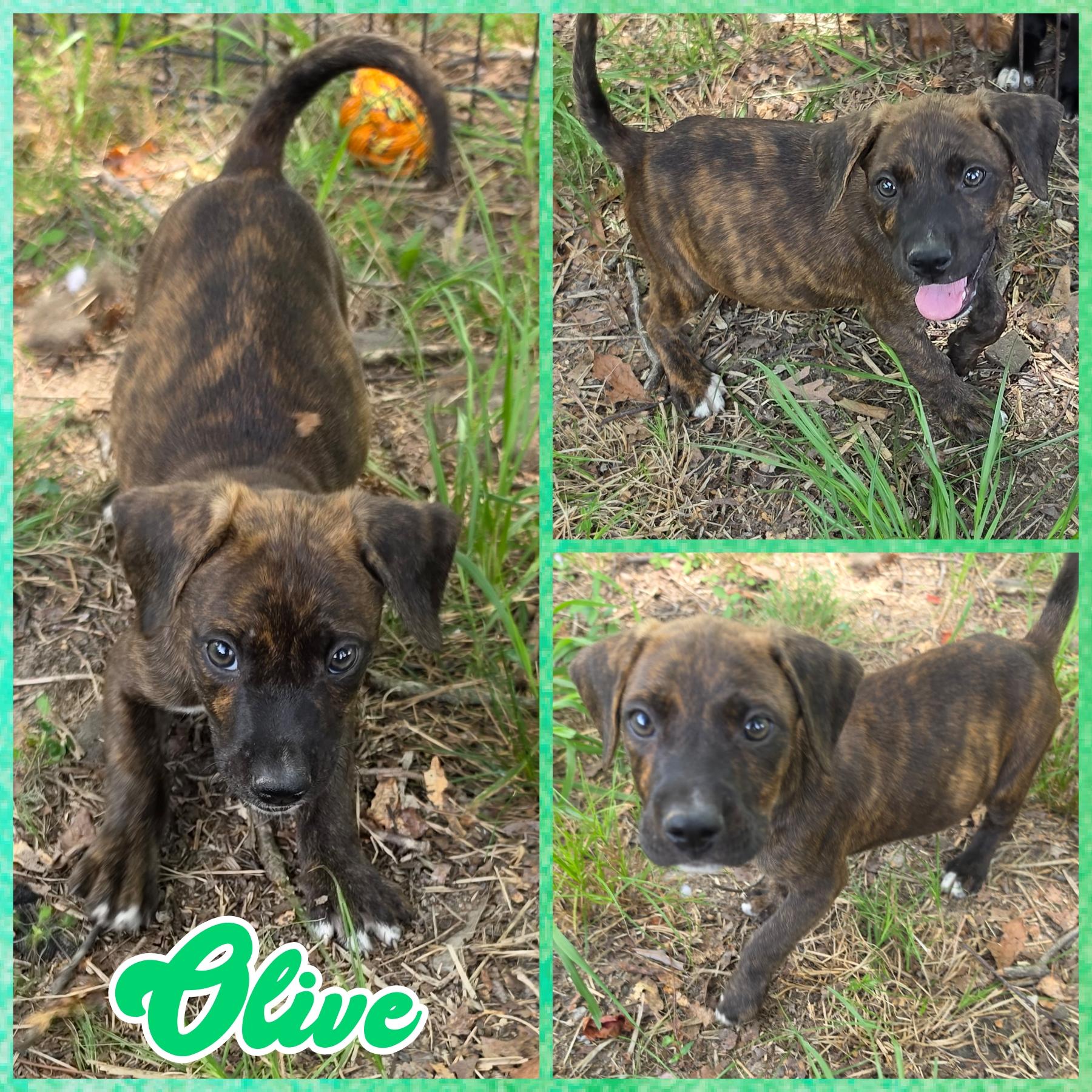 Enlarge Olive, an adopted mixed breed in Blacksburg, SC image 1/1