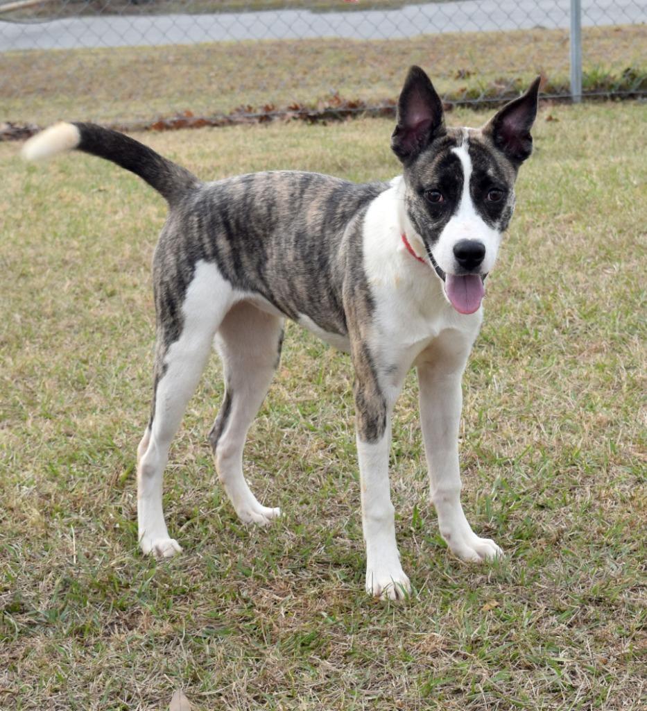 Flair, Adoptable, Young Female Akita & Mixed Breed.