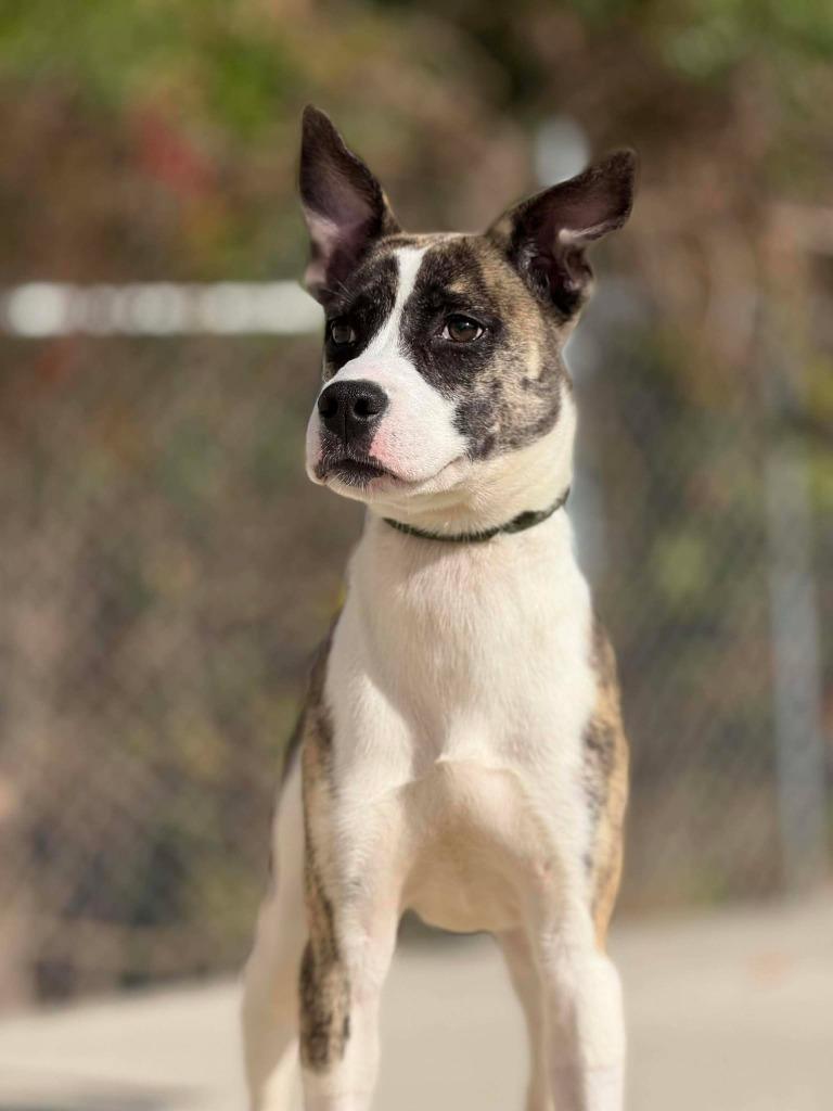 Enlarge Flair, a Adoptable mixed breed in Kingsland, GA image 2/4
