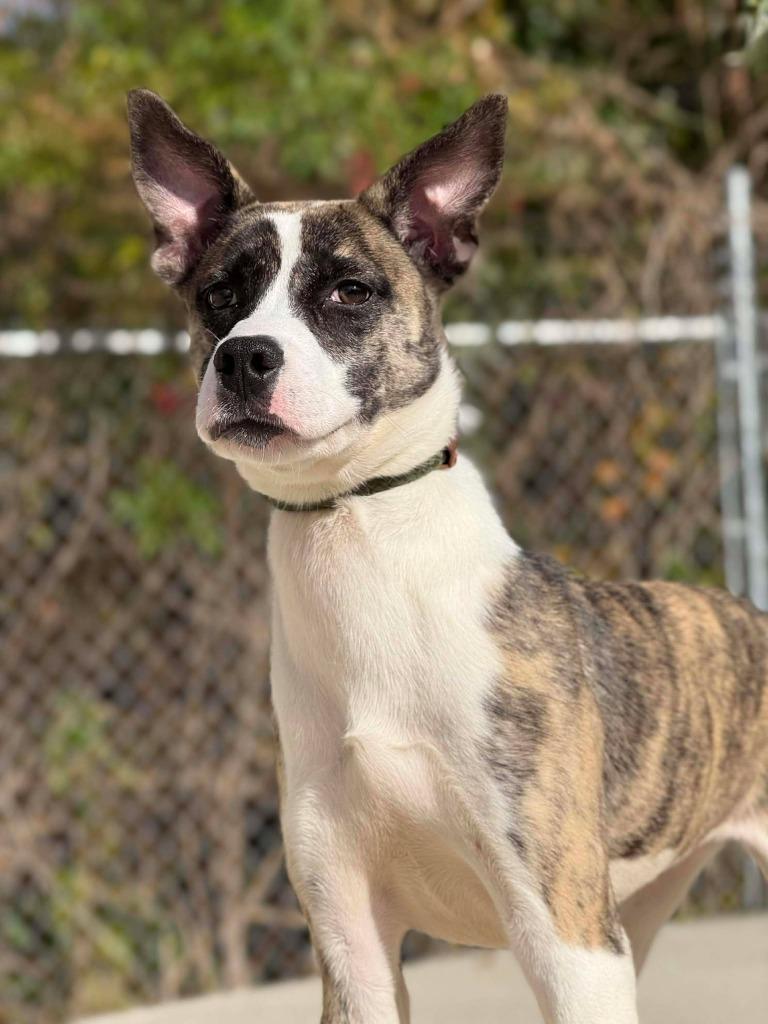 Enlarge Flair, a Adoptable mixed breed in Kingsland, GA image 3/4