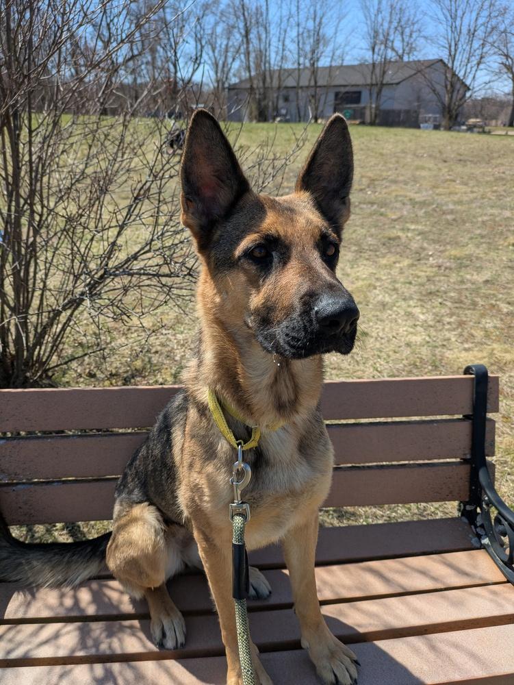 Paprika, Adoptable, Young Female German Shepherd Dog.