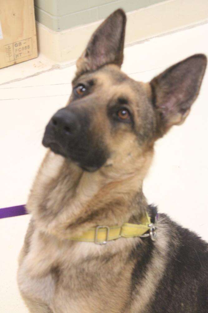 Enlarge Paprika, a Adoptable mixed breed in Kalamazoo, MI image 3/6