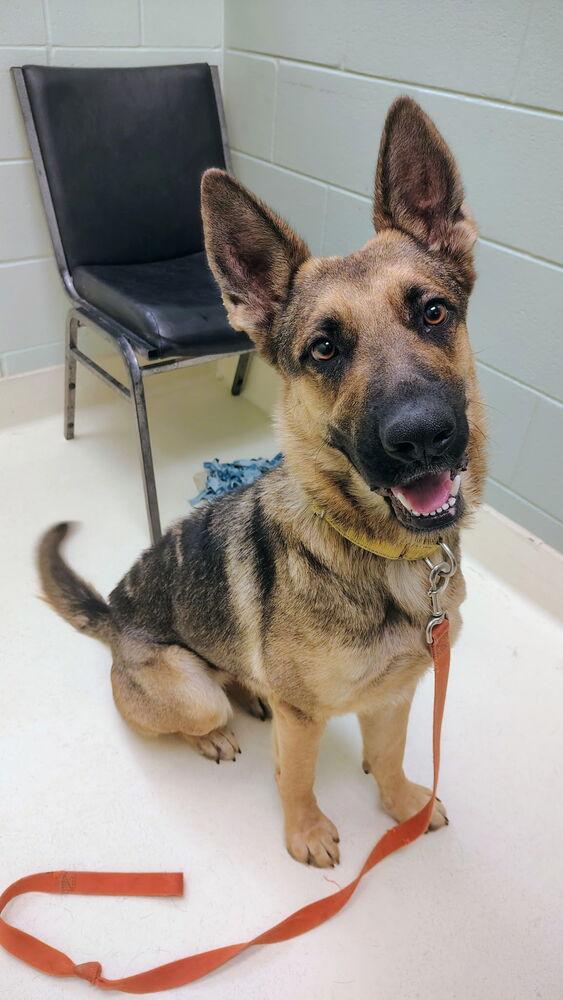 Enlarge Paprika, a Adoptable mixed breed in Kalamazoo, MI image 6/6