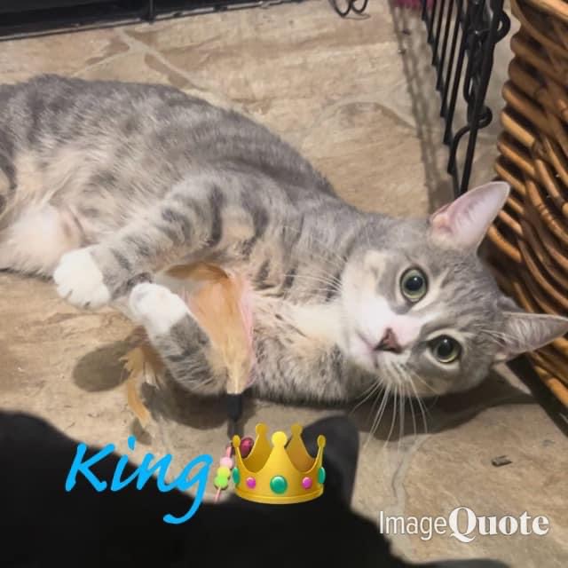 Cat for adoption King, a Domestic Short Hair in Staten Island, NY