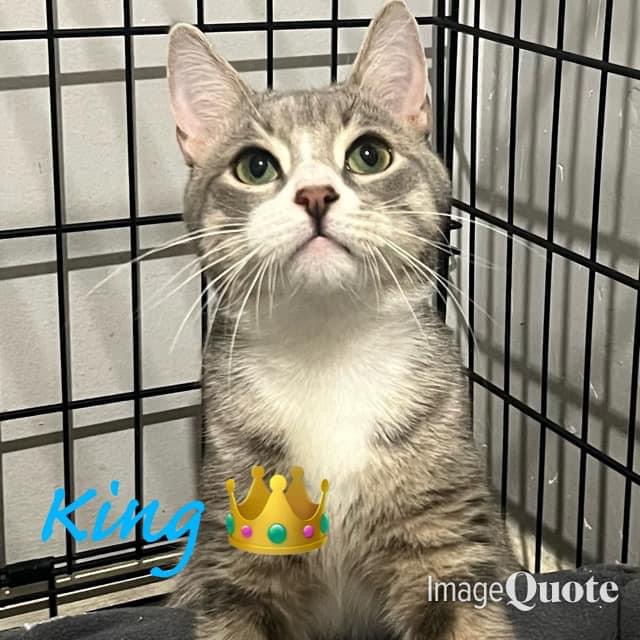 Cat for adoption King, a Domestic Short Hair in Staten Island, NY