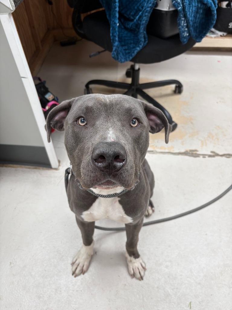 Enlarge Odie, a Adopted Pit Bull Terrier in Findlay, OH image 1/1