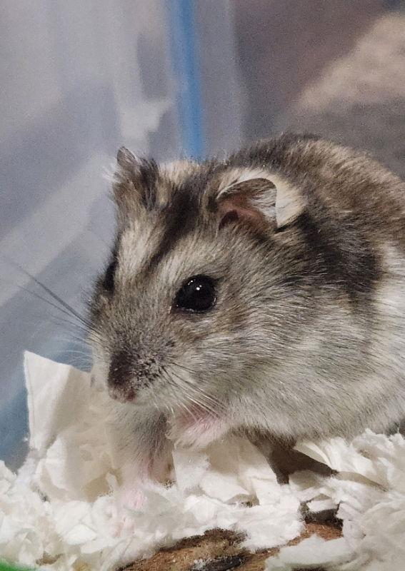 Strawberry ⭐️, Adoptable, Adult Female Hamster.