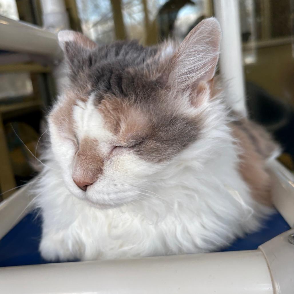 Zipporah — thumbnail 2