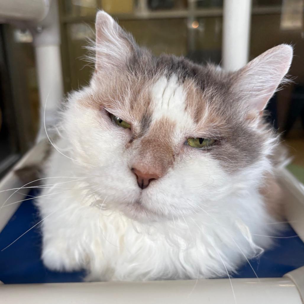 Zipporah — thumbnail 3