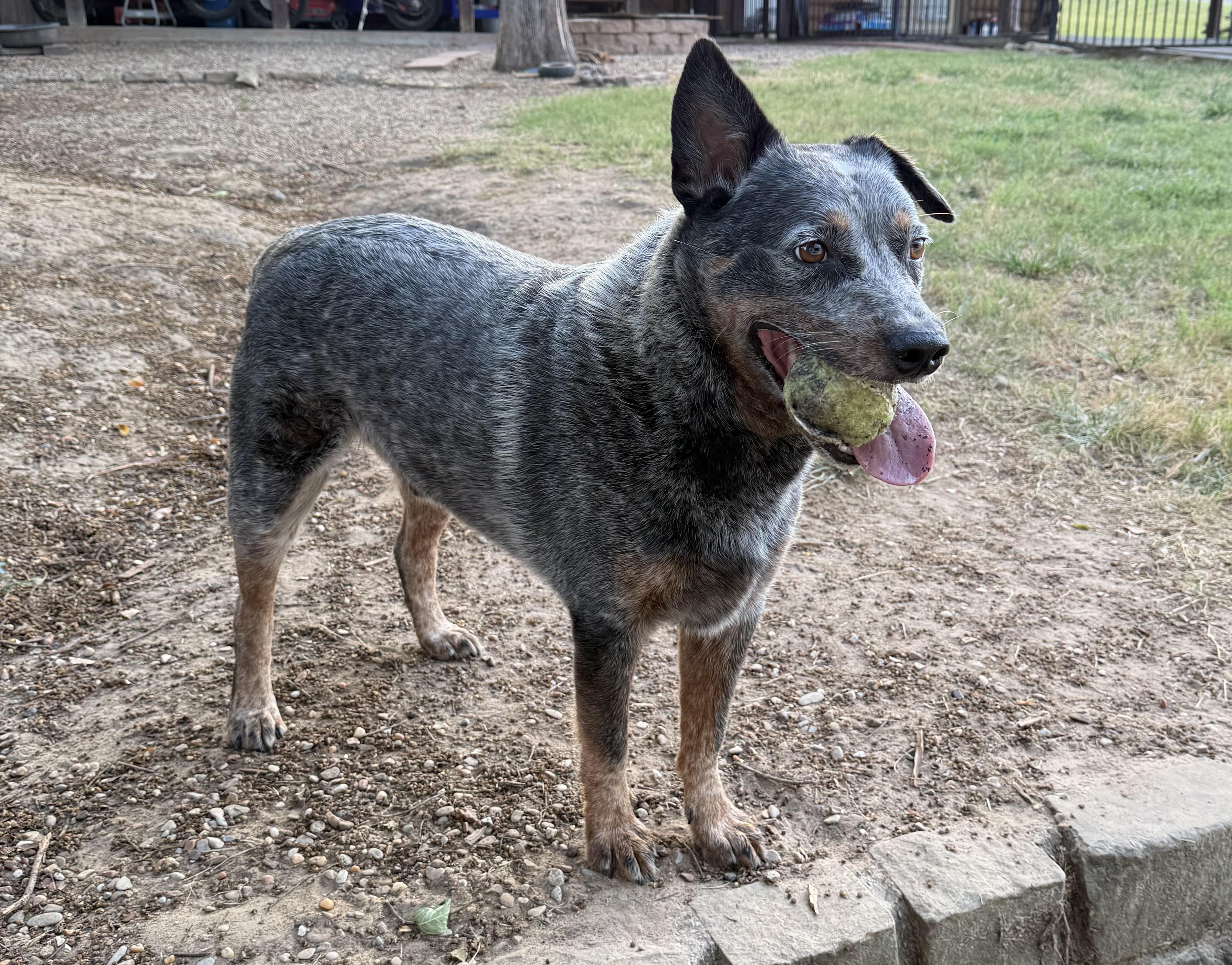 Enlarge Iggy, a Adoptable Australian Cattle Dog / Blue Heeler in Weatherford, TX image 3/3