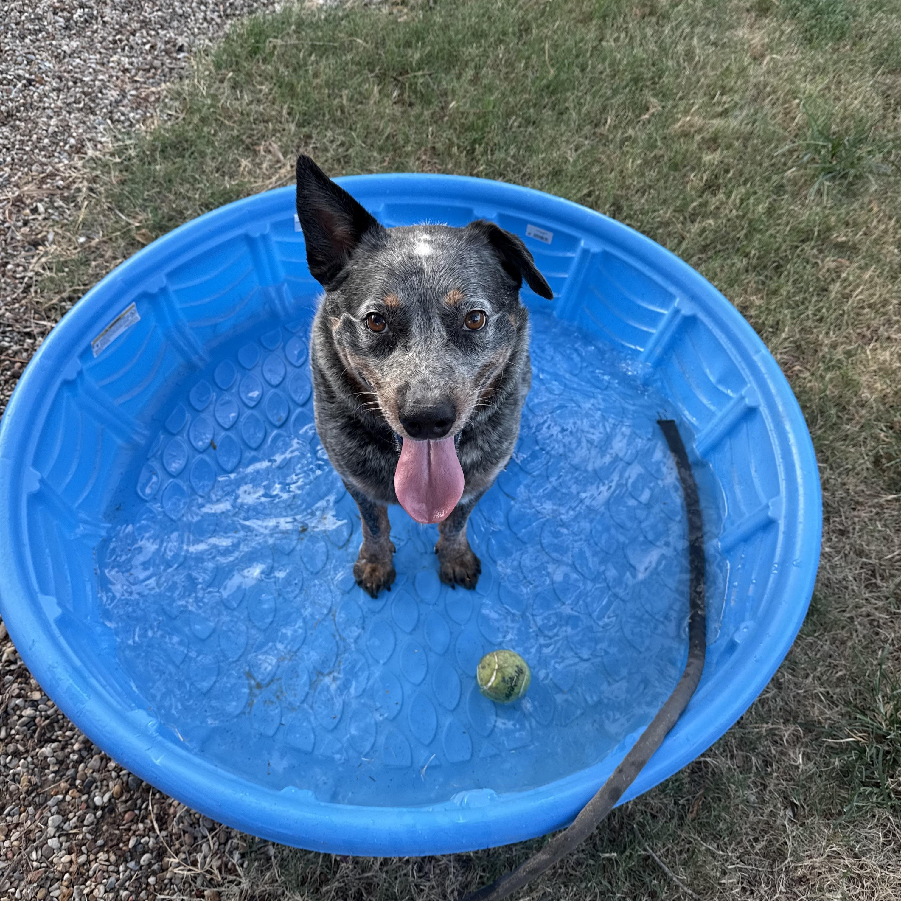 Enlarge Iggy, a Adoptable Australian Cattle Dog / Blue Heeler in Weatherford, TX image 2/3