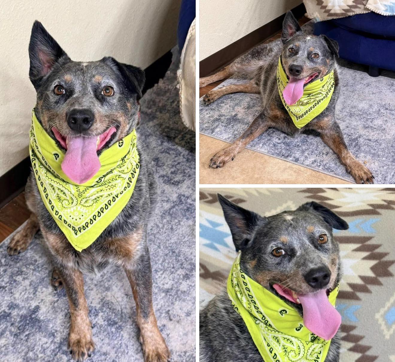Iggy, Adoptable, Adult Male Australian Cattle Dog / Blue Heeler.