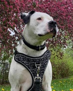 Léon, Adoptable, Adult Male Mixed Breed & Mixed Breed.