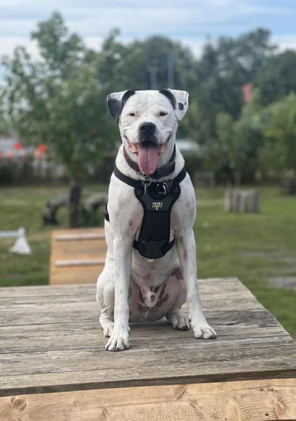 Enlarge Léon, a Adoptable mixed breed in Montreal, QC image 2/3