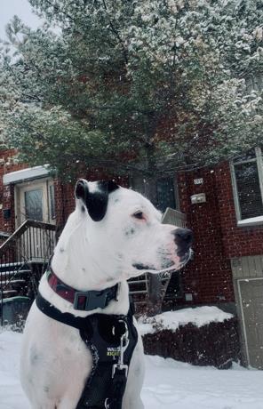 Léon, a Adoptable mixed breed in Montreal, QC image 2/3