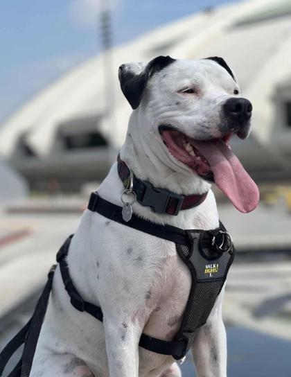 Enlarge Léon, a Adoptable mixed breed in Montreal, QC image 3/3