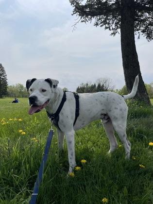 Léon, a Adoptable mixed breed in Montreal, QC image 3/3