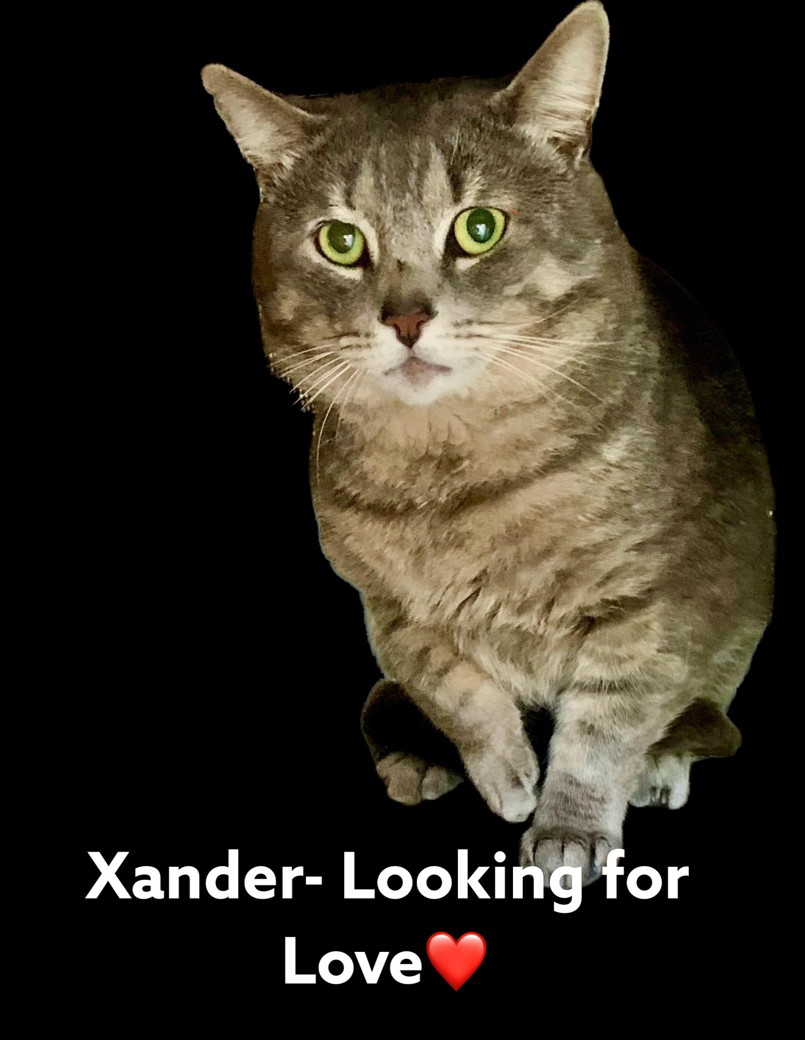 Xander, a Adopted American Shorthair in Woodbridge, VA image 3/5