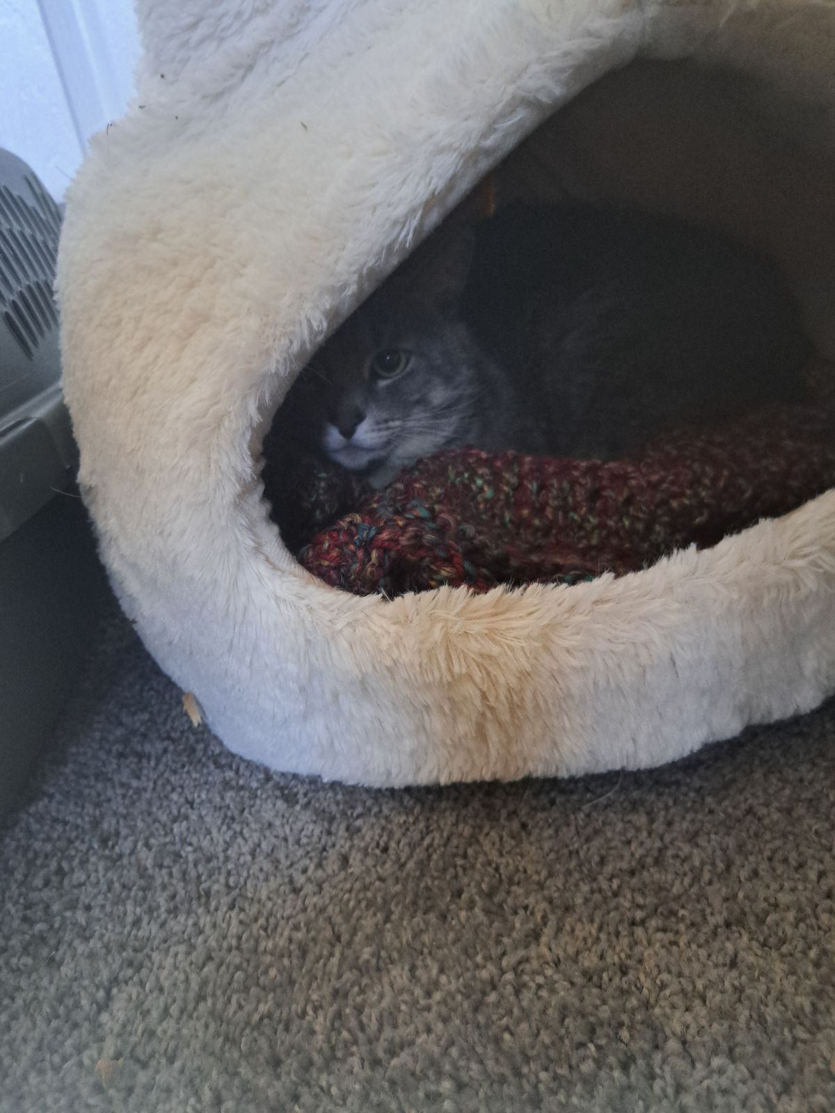 Xander, a Adopted American Shorthair in Woodbridge, VA image 5/5