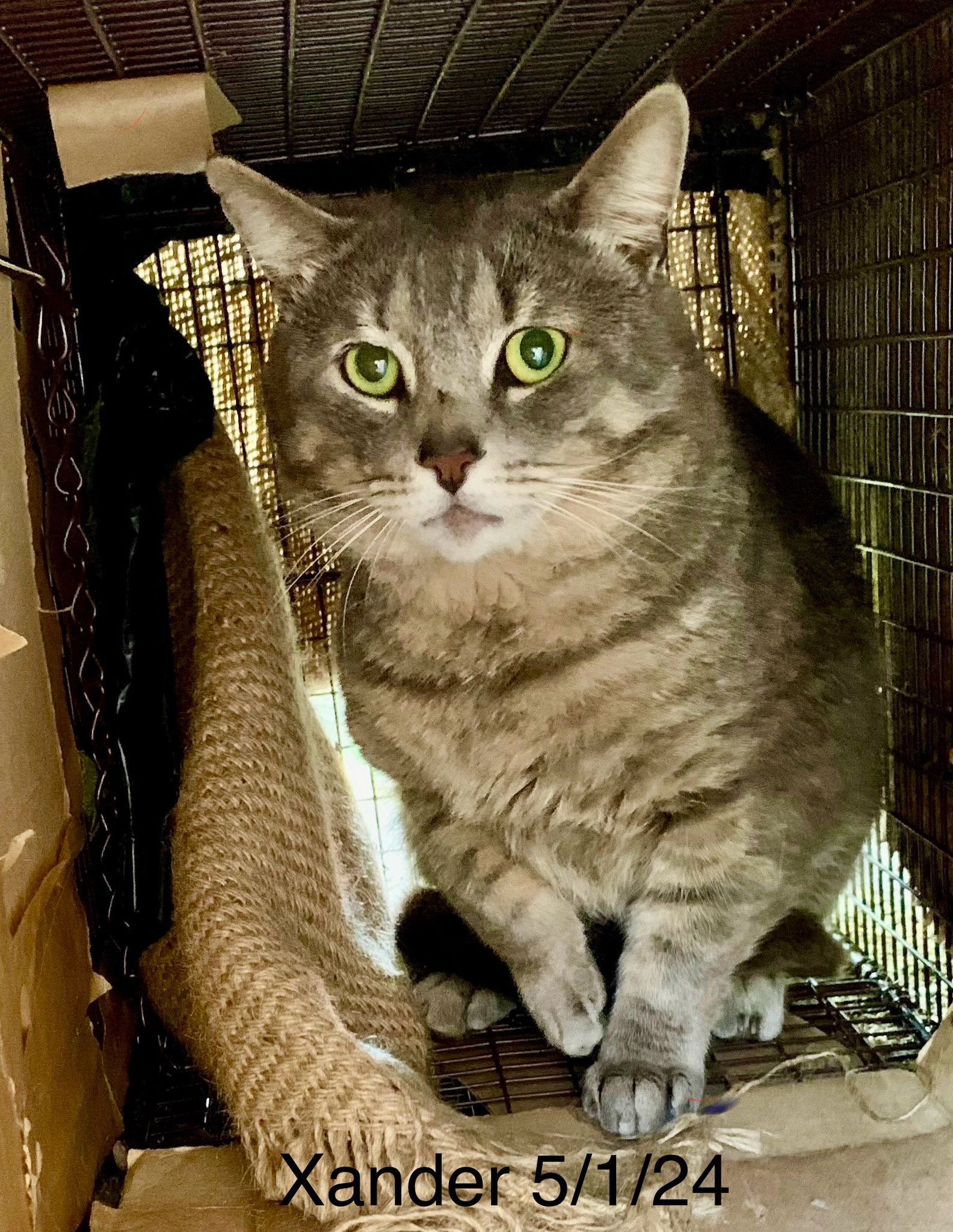 Xander, Adopted, Adult Male American Shorthair.