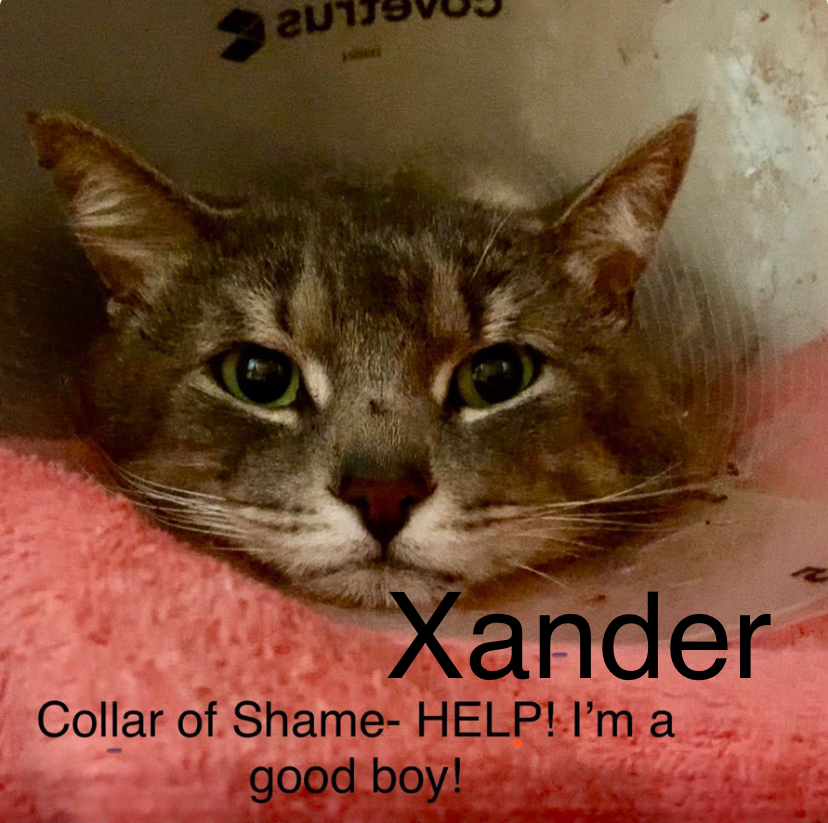 Xander, a Adopted American Shorthair in Woodbridge, VA image 2/5