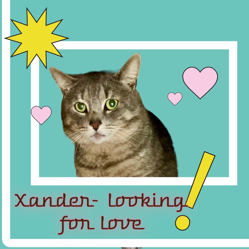 Xander, a Adopted American Shorthair in Woodbridge, VA image 4/5
