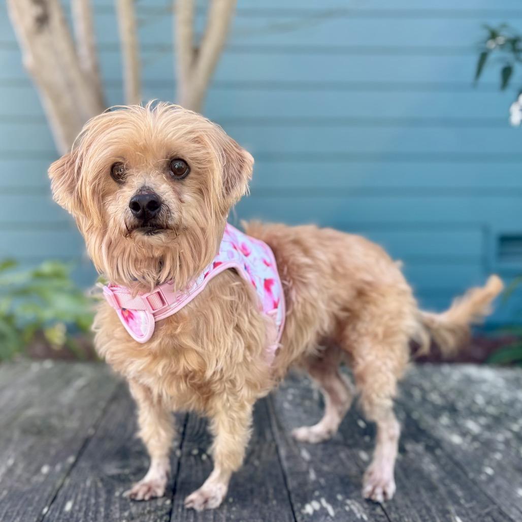 Sun Bear — thumbnail 2