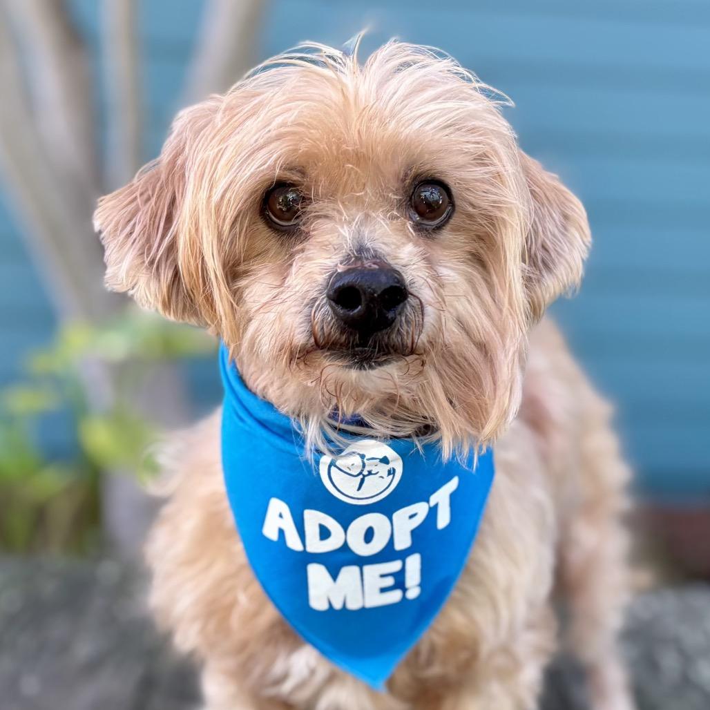 Sun Bear — thumbnail 3