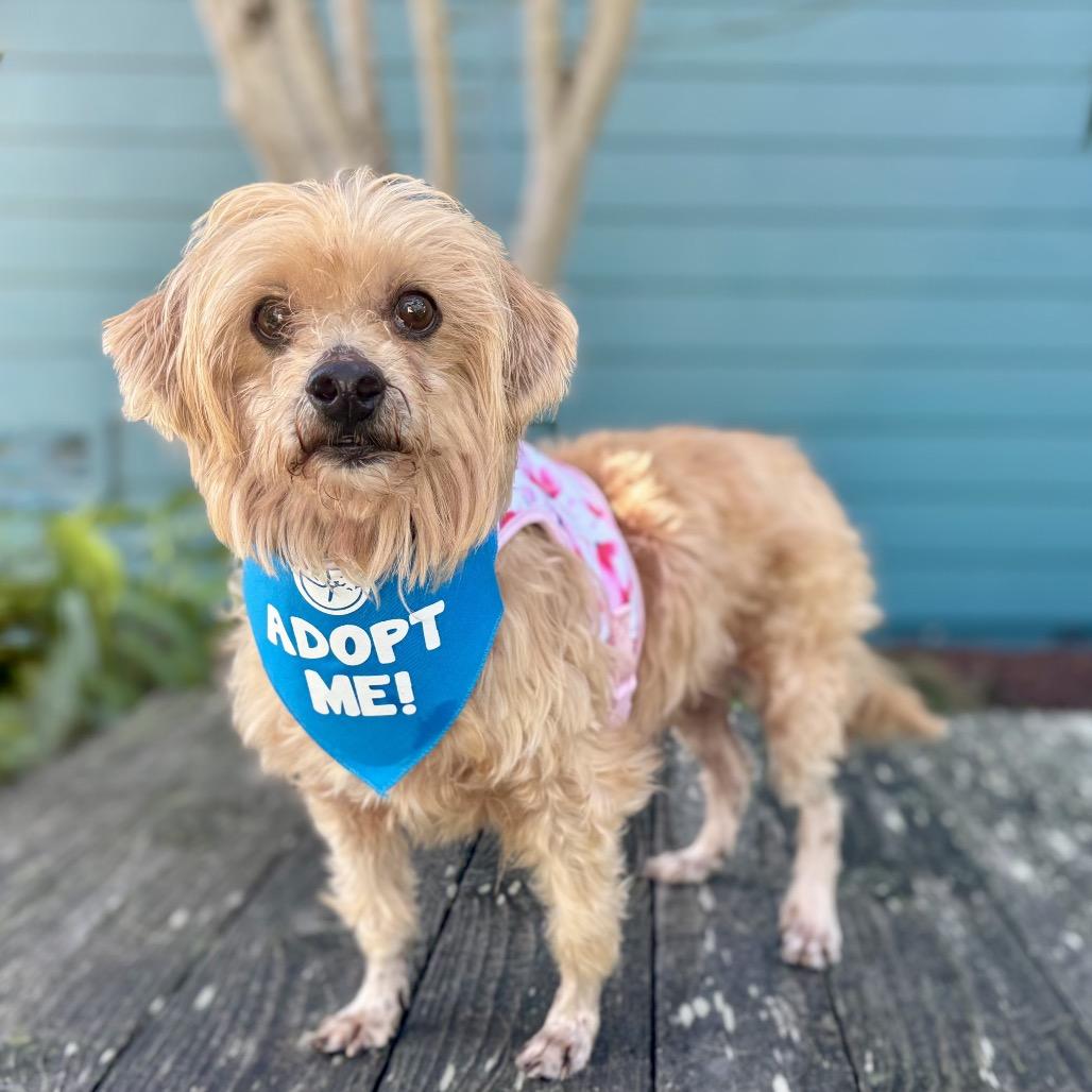 Sun Bear — thumbnail 5