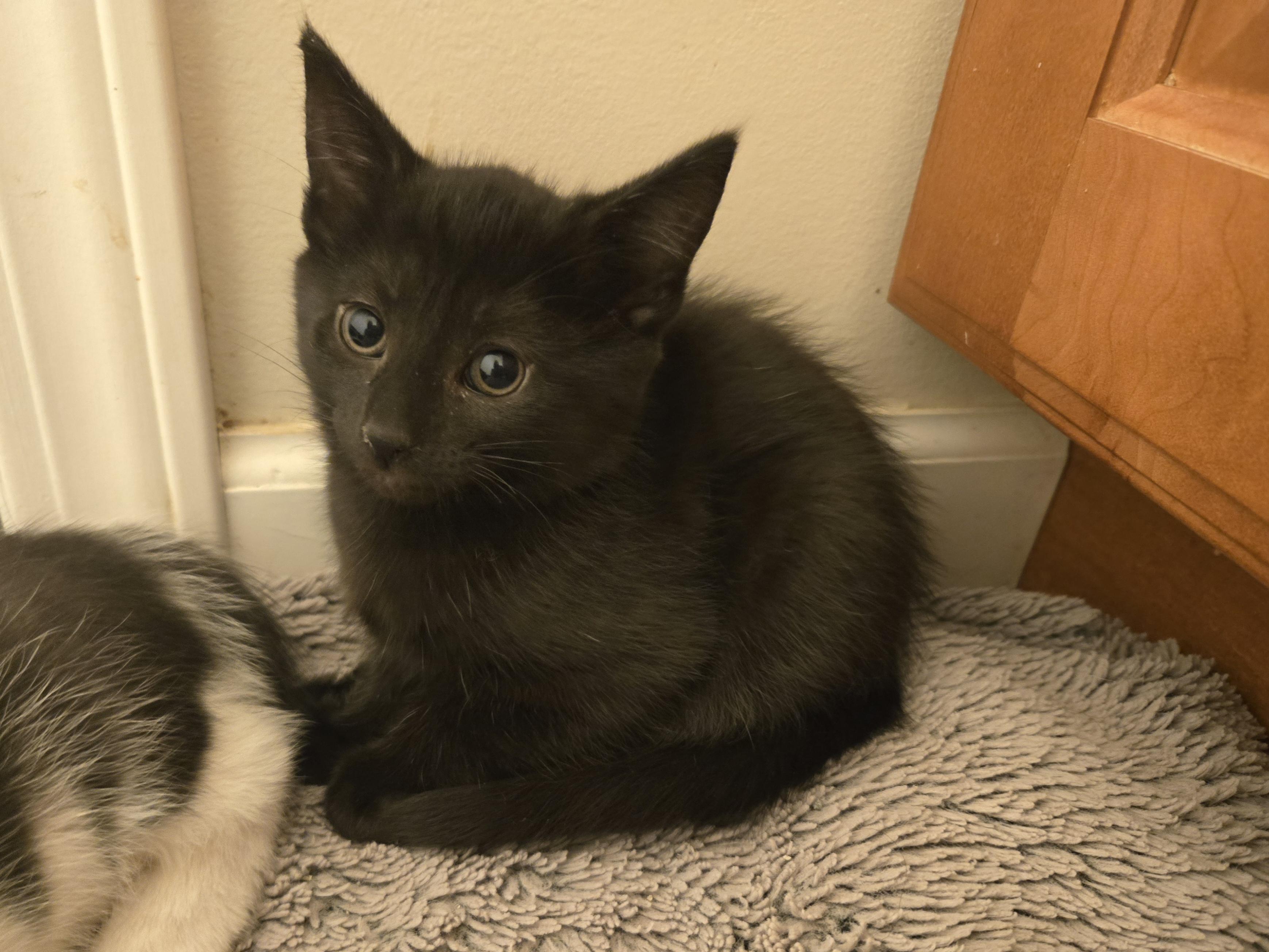 Enlarge Amber, a Adoptable Domestic Short Hair in Concord, OH image 1/4