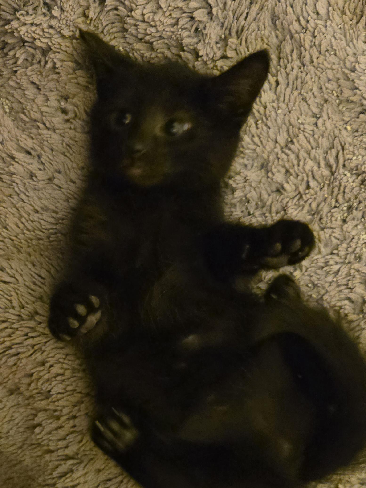 Enlarge Amber, a Adoptable Domestic Short Hair in Concord, OH image 3/4