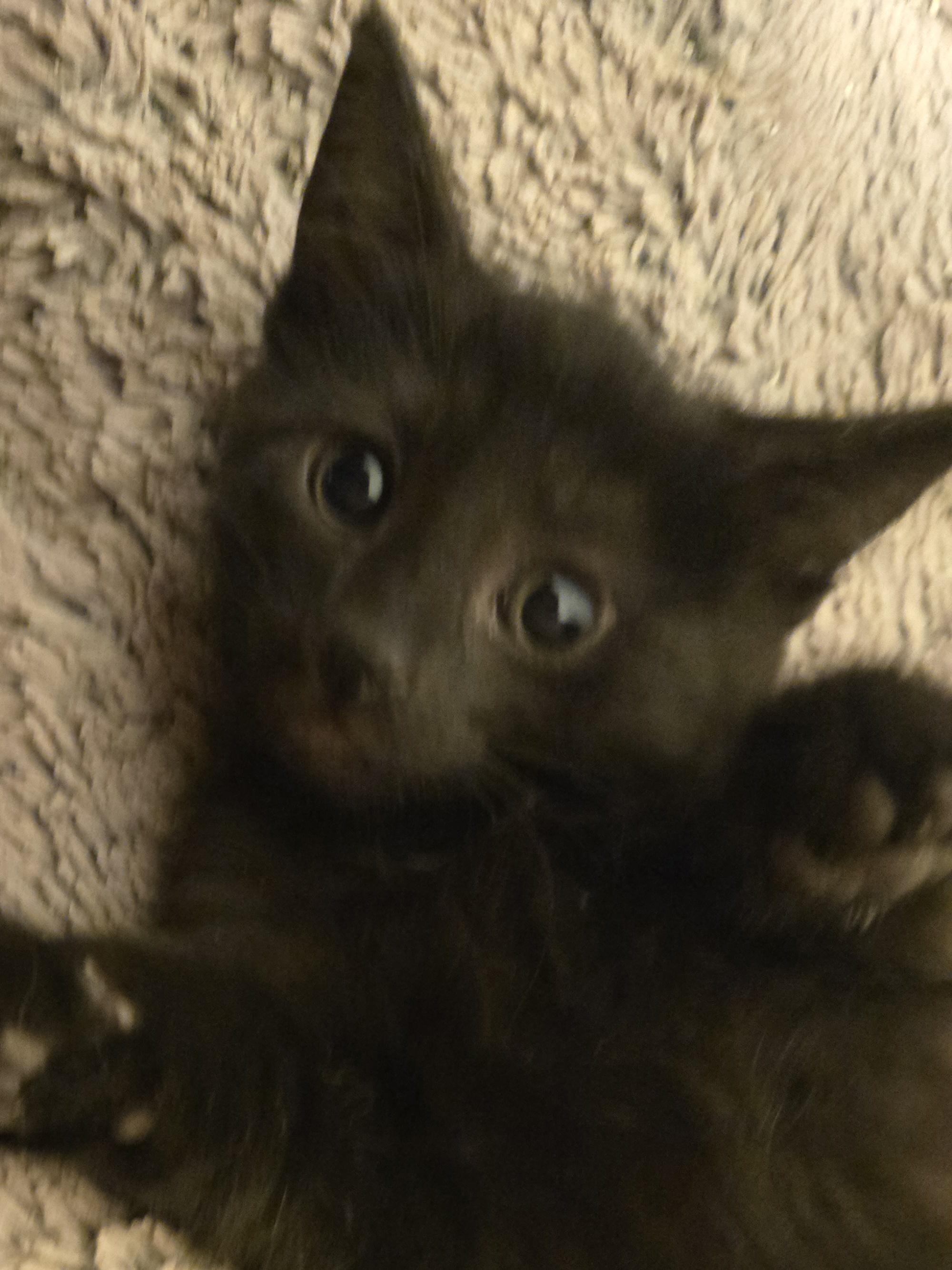 Enlarge Amber, a Adoptable Domestic Short Hair in Concord, OH image 2/4