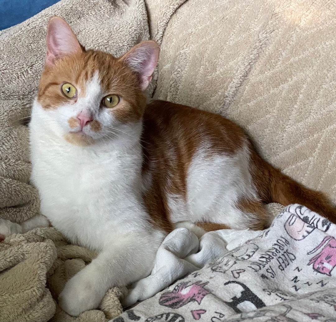 Paxton, a Adoptable Domestic Short Hair in Goshen, IN image 1/6