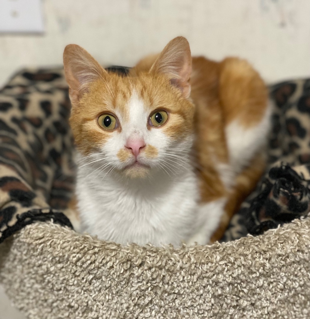 Paxton, a Adoptable Domestic Short Hair in Goshen, IN image 2/6