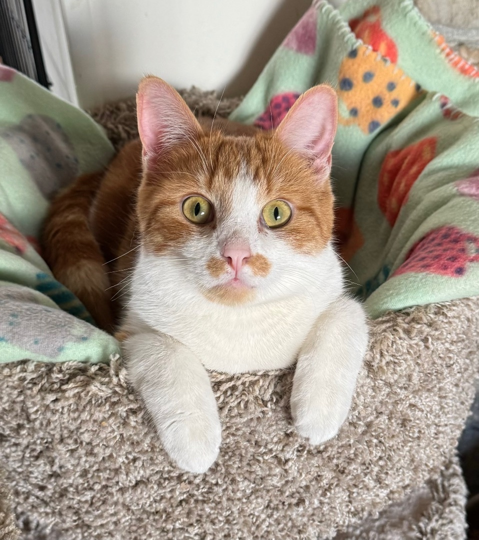 Paxton, a Adoptable Domestic Short Hair in Goshen, IN image 3/6