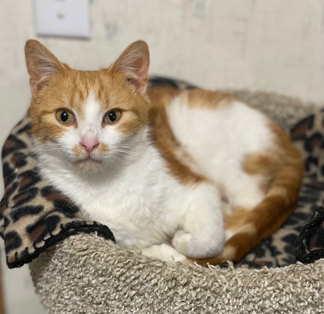 Paxton, a Adoptable Domestic Short Hair in Goshen, IN image 4/6